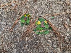 IMG_8131_original